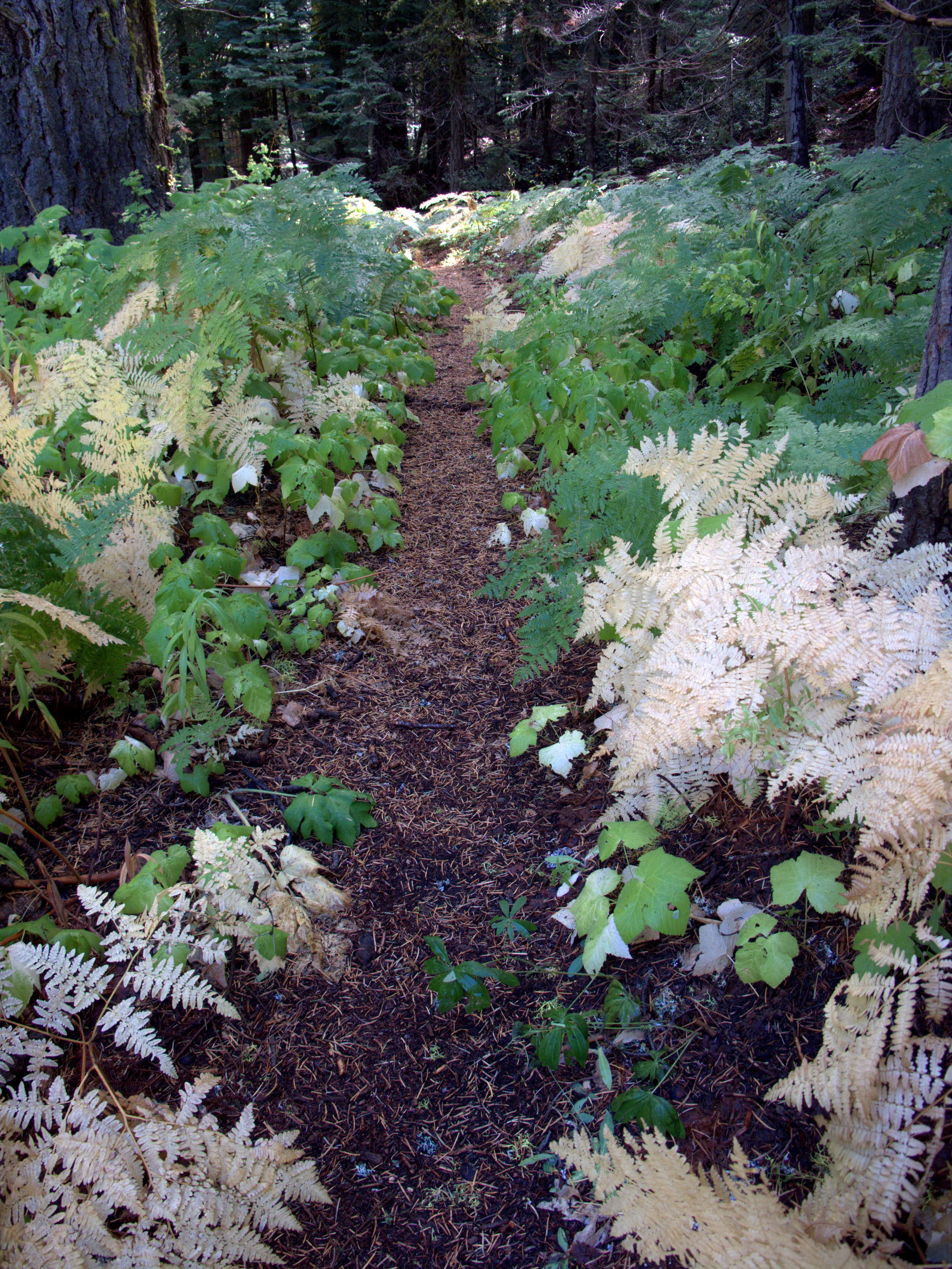 Nearing Meadow Brook along the Pohono Trail Broad leaves line the trail leading to Meadow Brook at the beginning of the Pohono Trail.