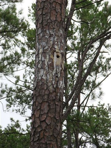 Nesting Box None