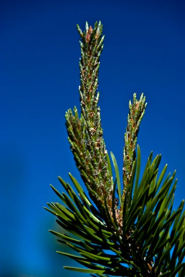New Growth None