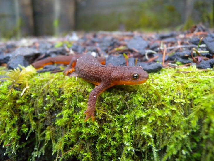 Newt None