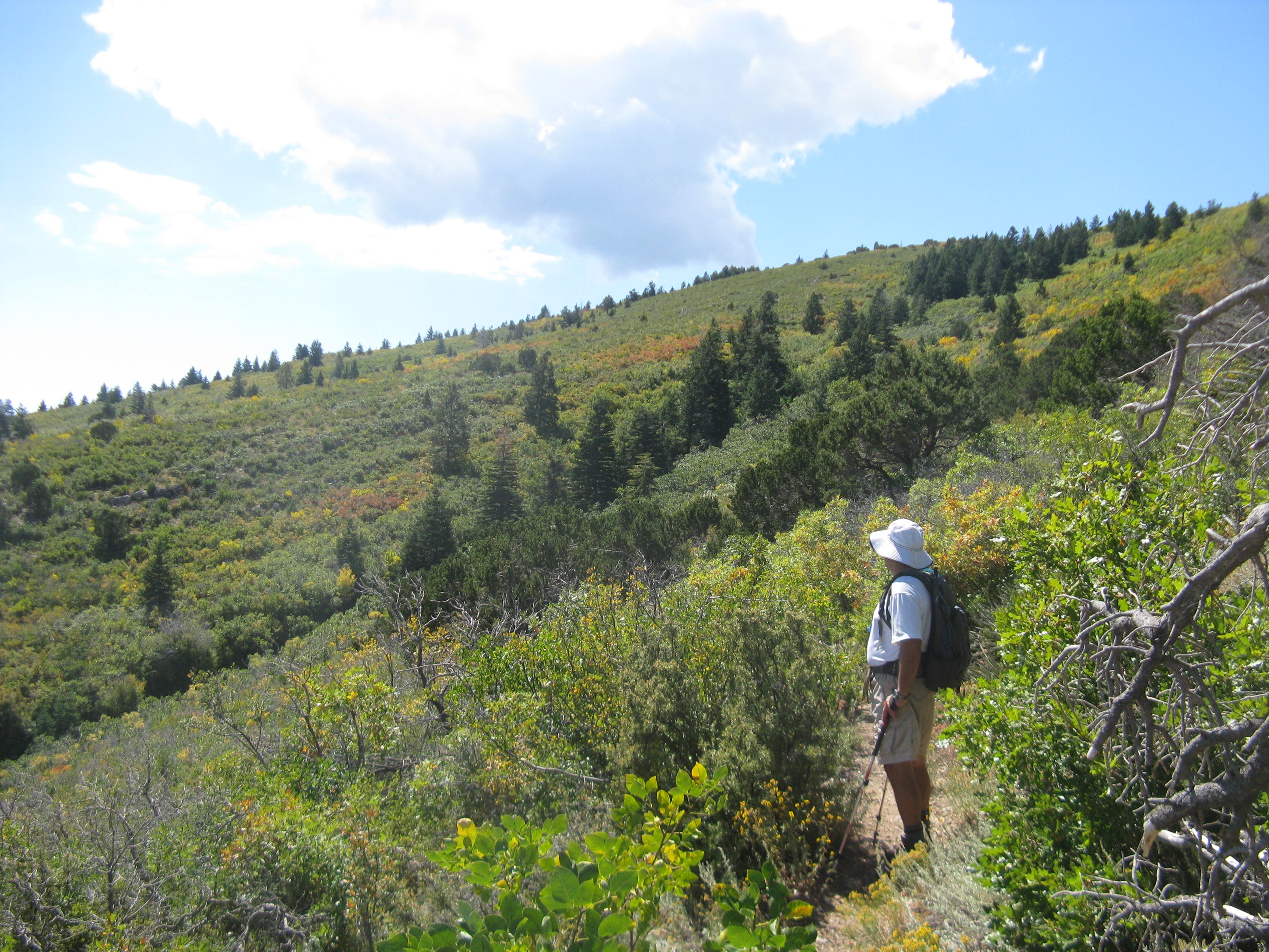 North Crest Trail None