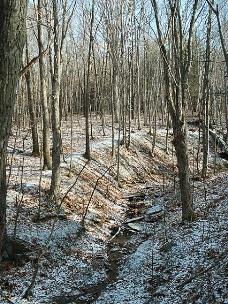 Northeastern Hardwoods None