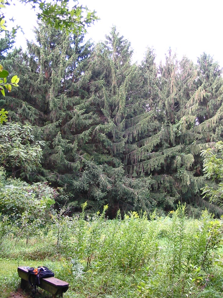 Norway Spruce None