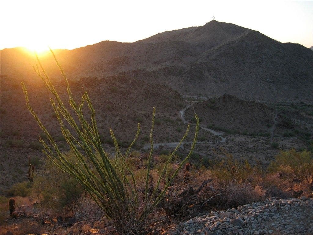 Ocotillo at sunrise None