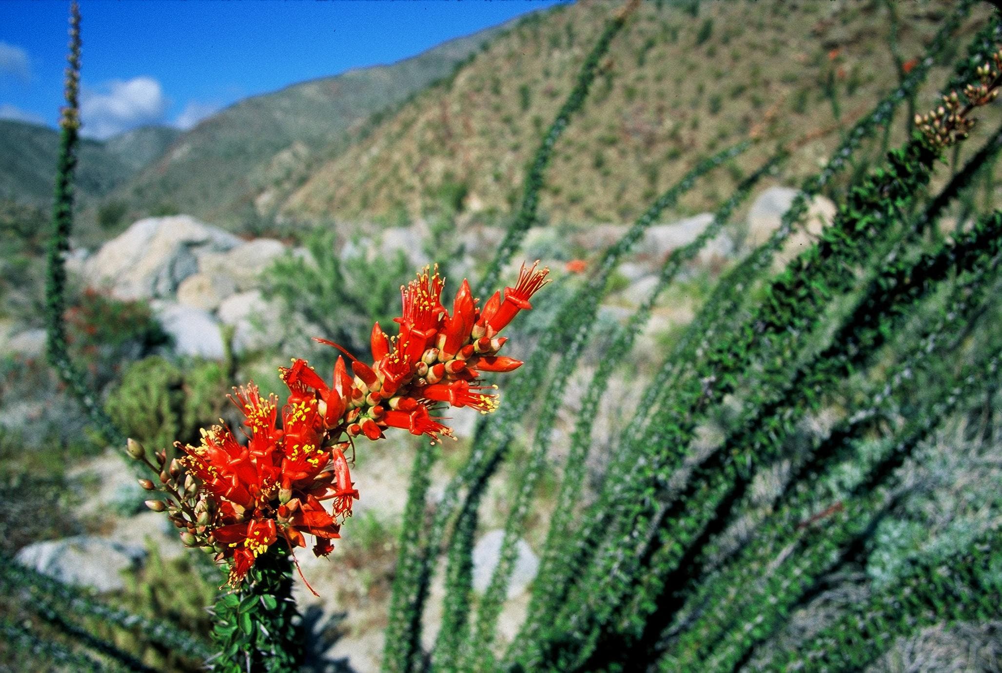 Ocotillo Bloom.jpg None