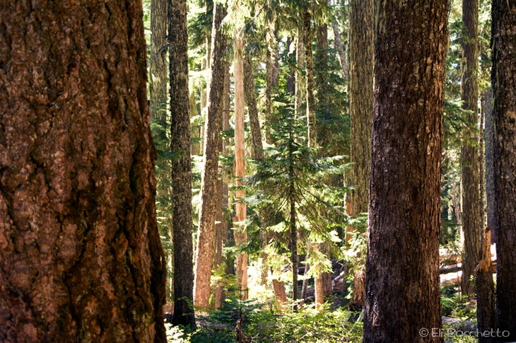 Old-Growth None
