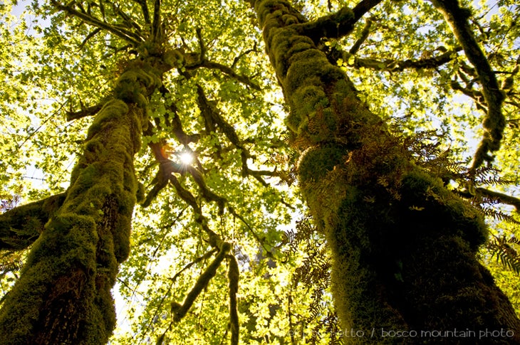 Old Growth None