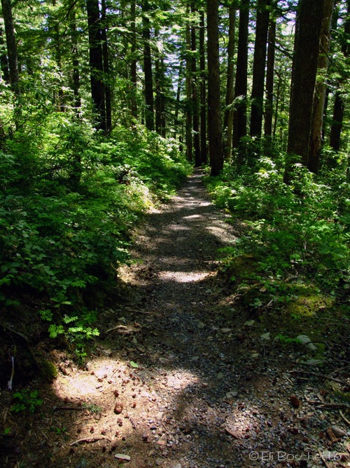 Old Growth None