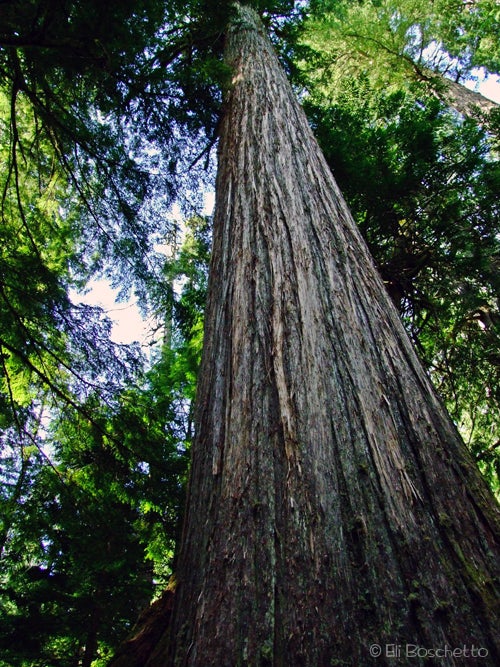 Old Growth None