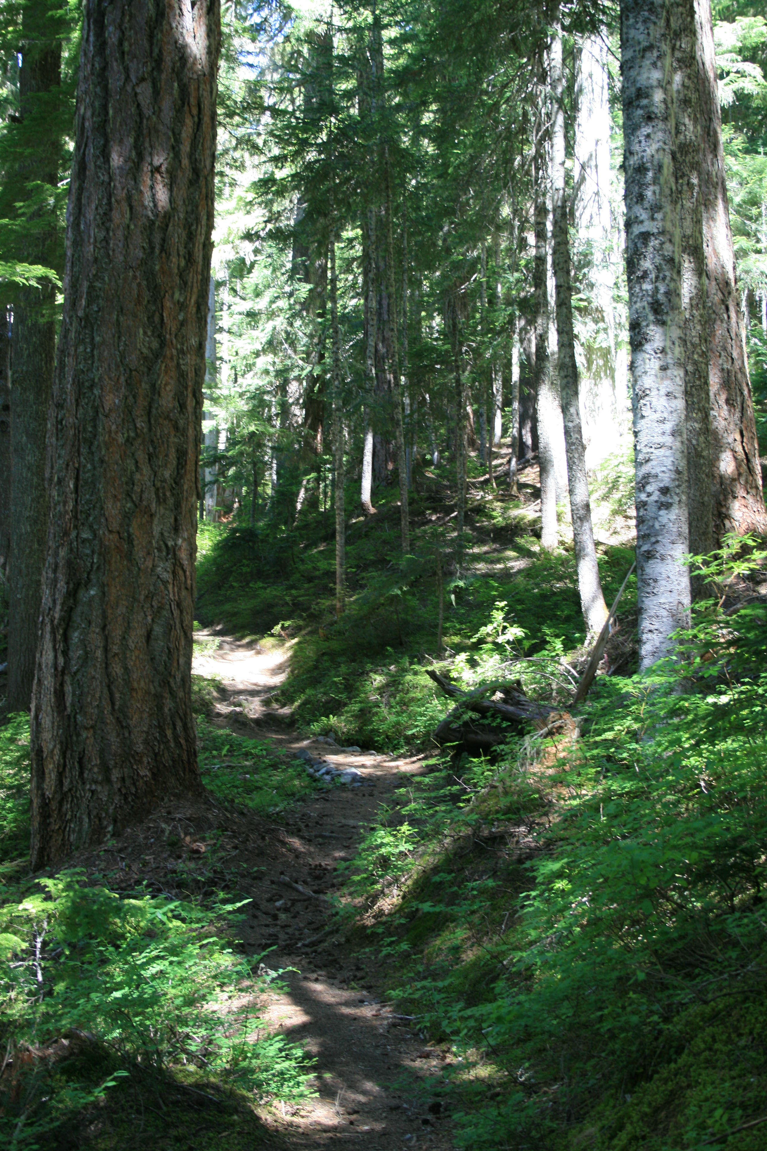 Sun shines between the trees in this old-growth forest on the way to Mowich Lake along the Wonderland Trail. 