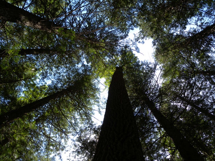 Old Growth None