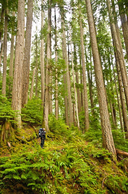 Old-growth forest along the Chillwack River Valley None