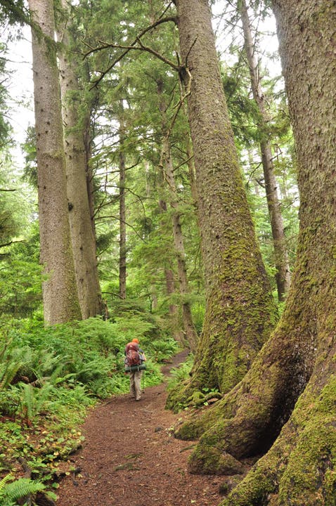 Old-Growth Forest None