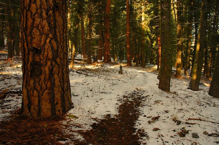Old-growth Ponderosas None