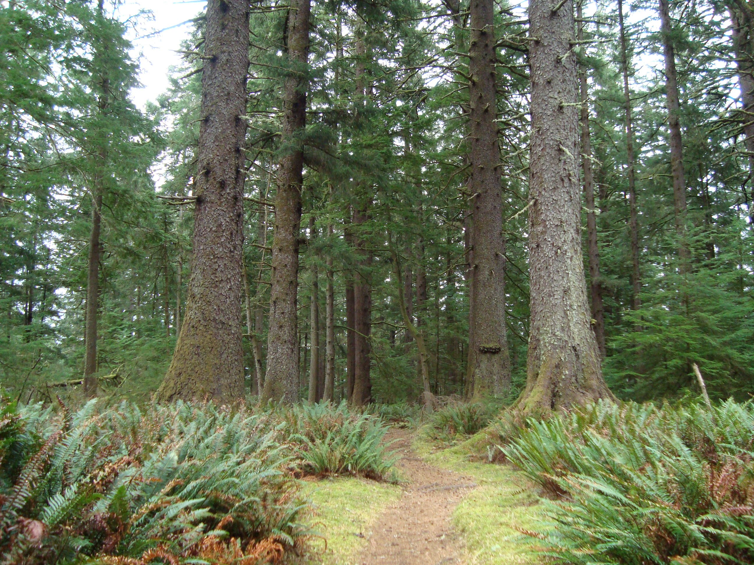Old-Growth Spruce Trees None
