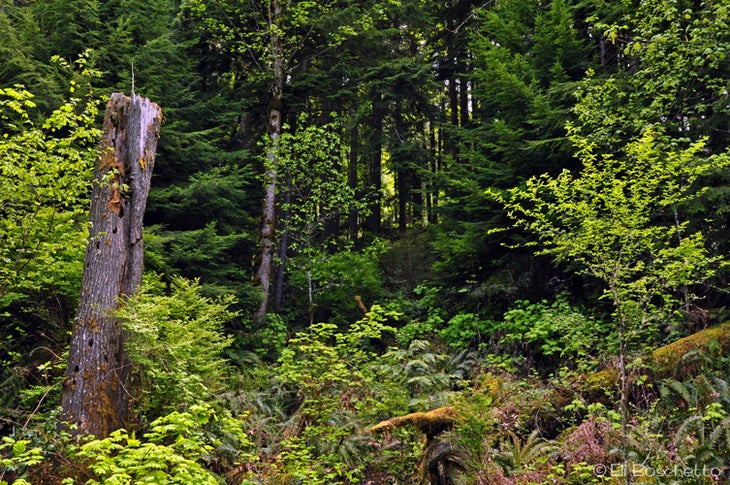 Old Growth None