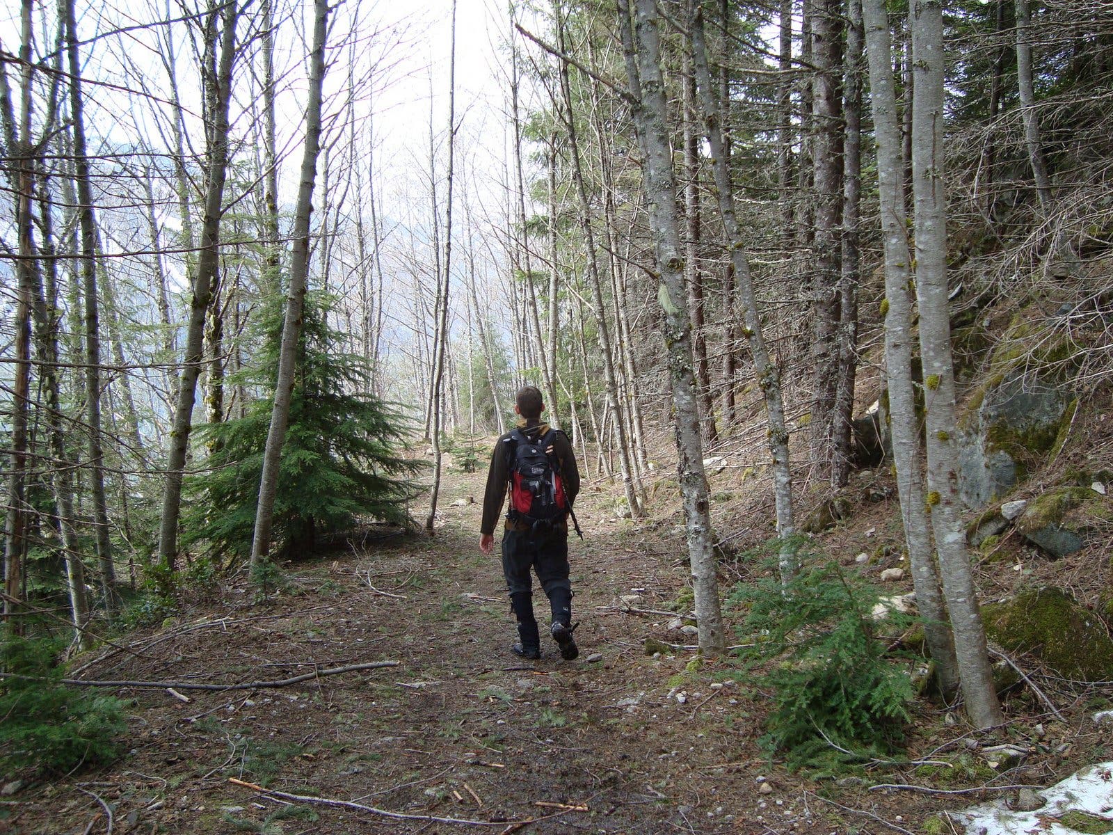 Old Logging Road None