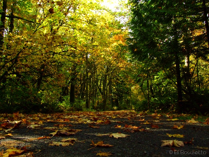 Old Road None