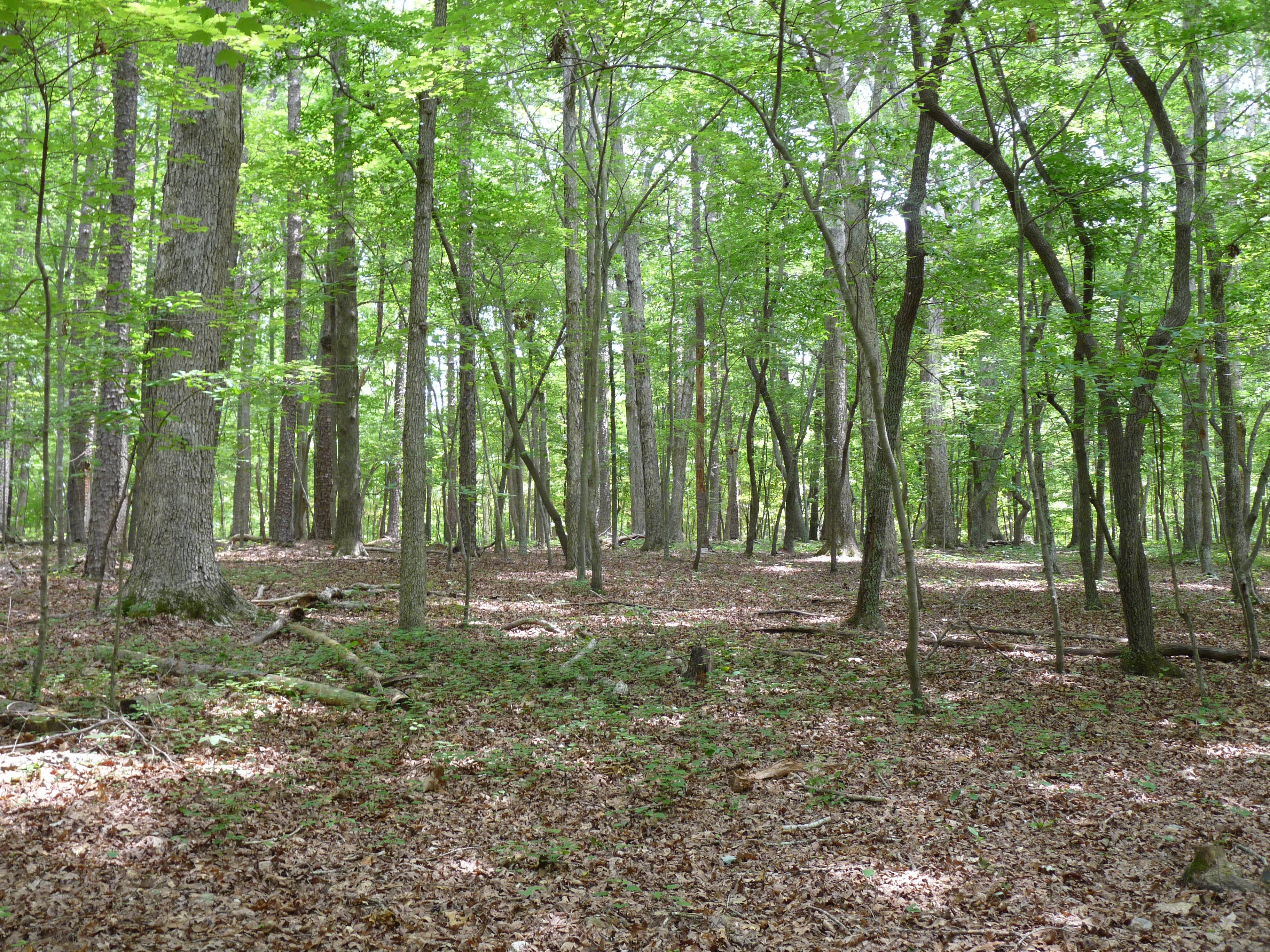 Open forest floor None