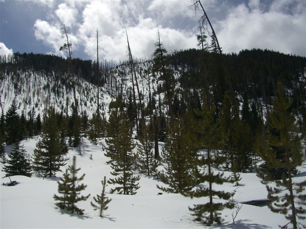 Open Glade Clearing None