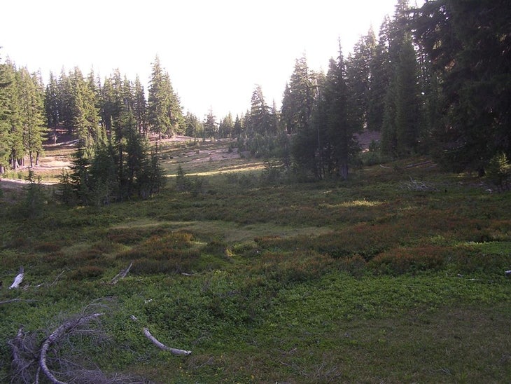 Open Meadows None