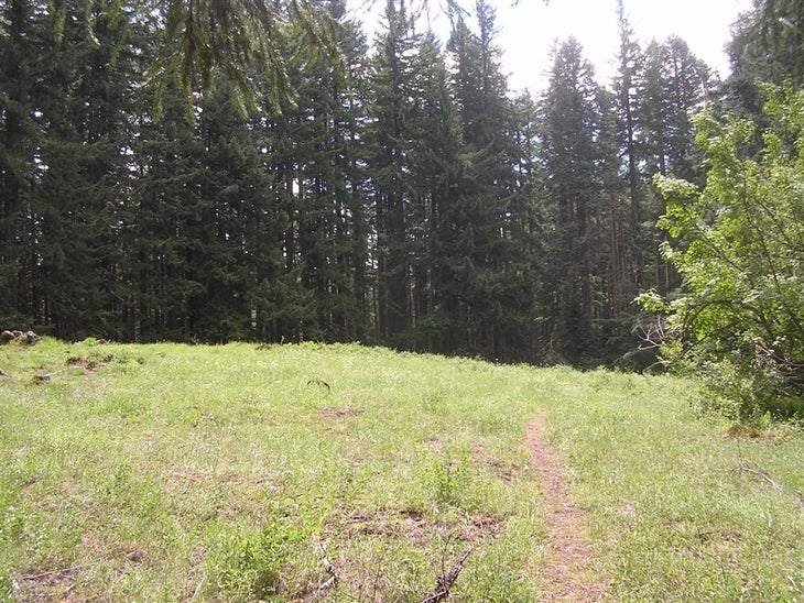 Open Meadows None