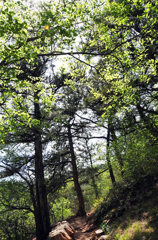 Open Woods None