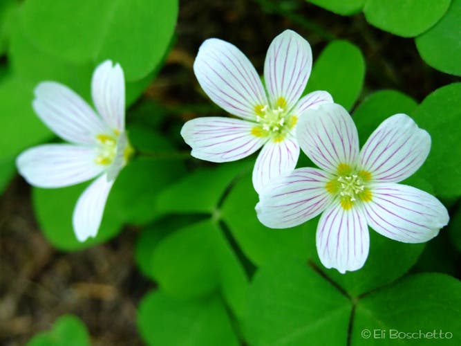 Oregon Oxalis None