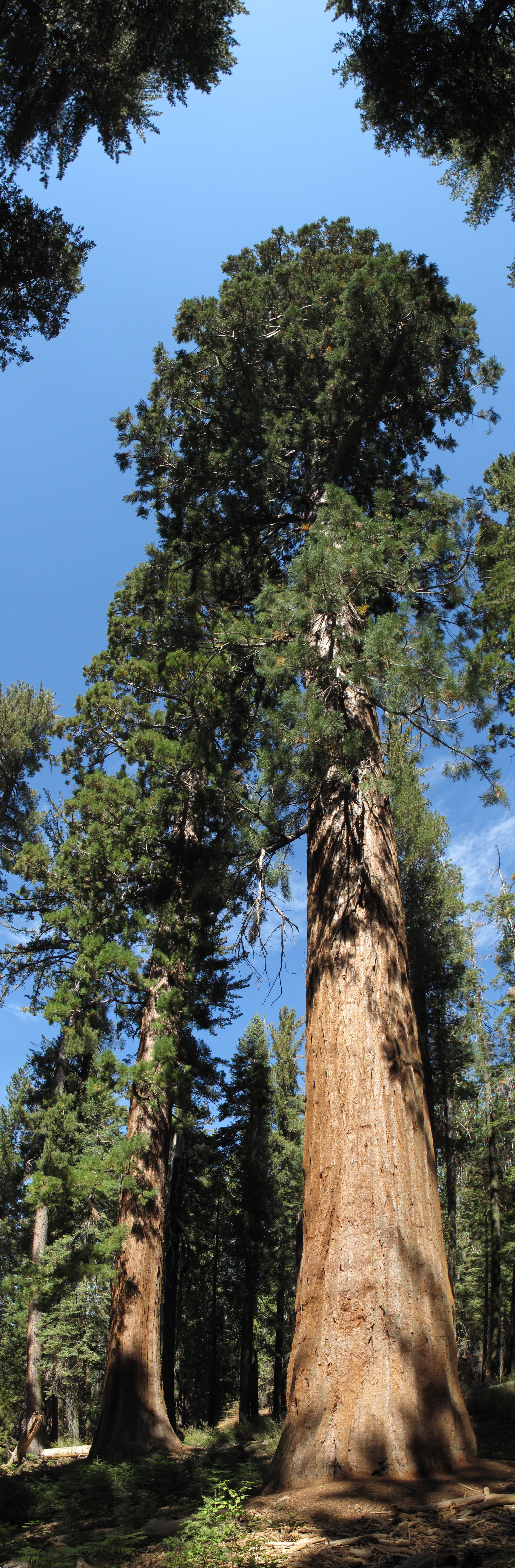 Original Skyscrapers None