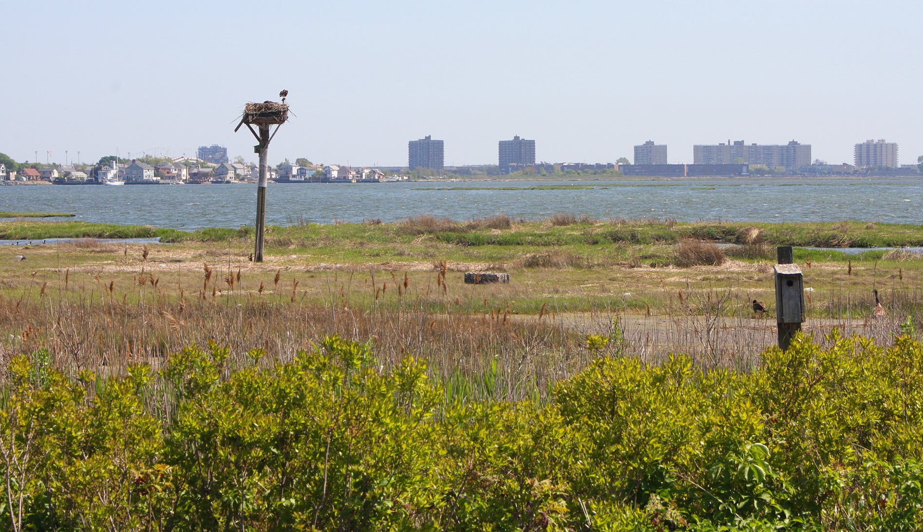 Osprey nest None