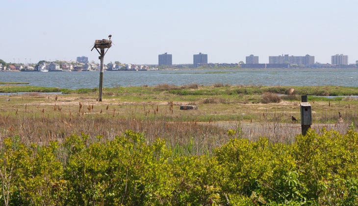 Osprey nest None