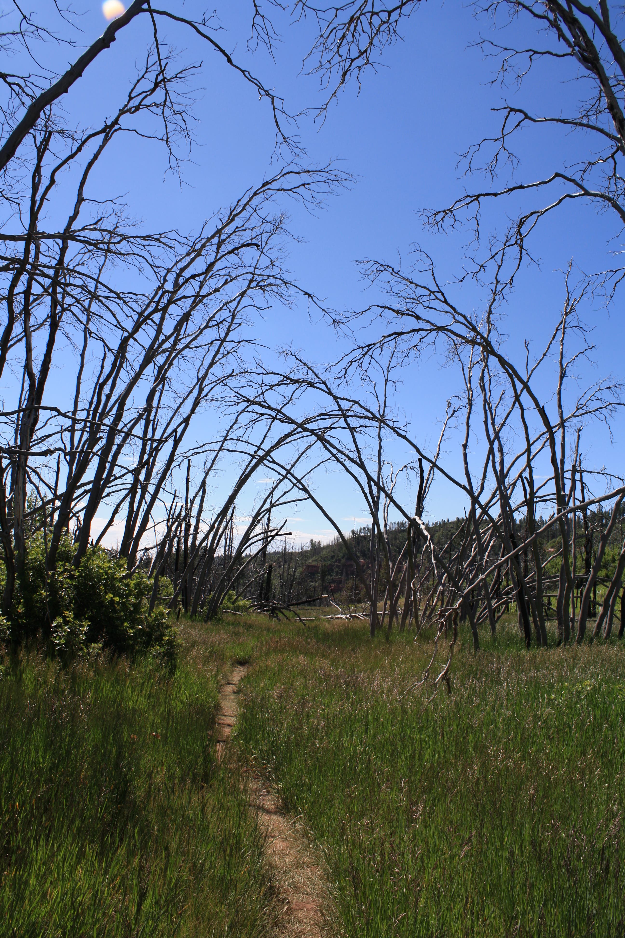 Overgrown Meadow None