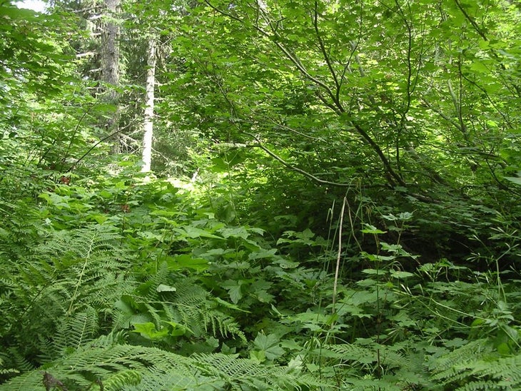Overgrown Trail None