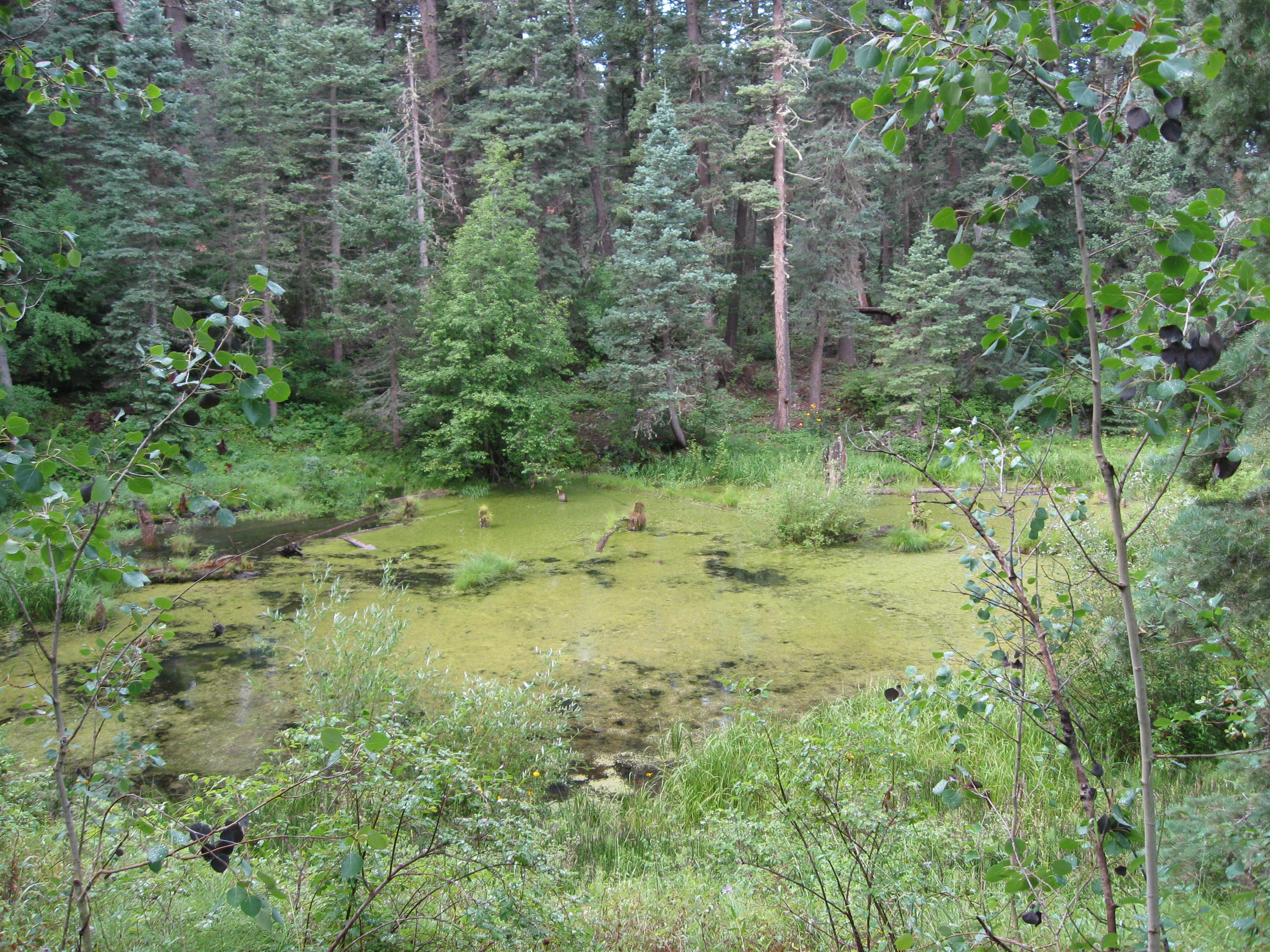 Overlooking the bog None