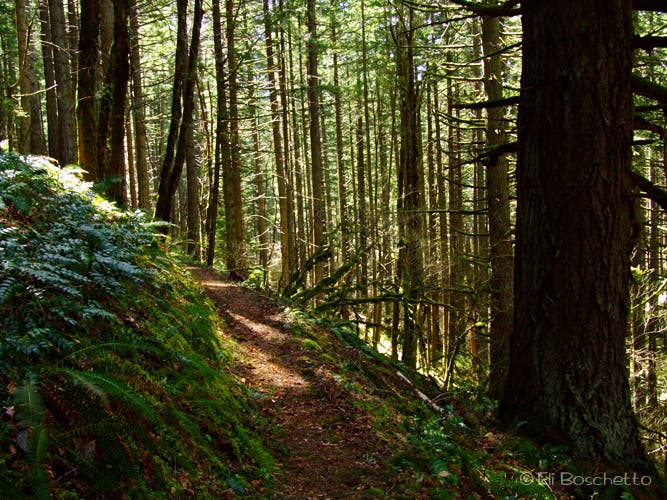 Pacific Crest Trail None