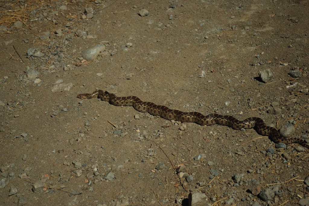 Pacific Gopher Snake None
