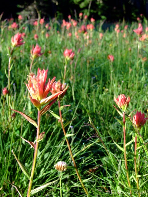 Paintbrush None