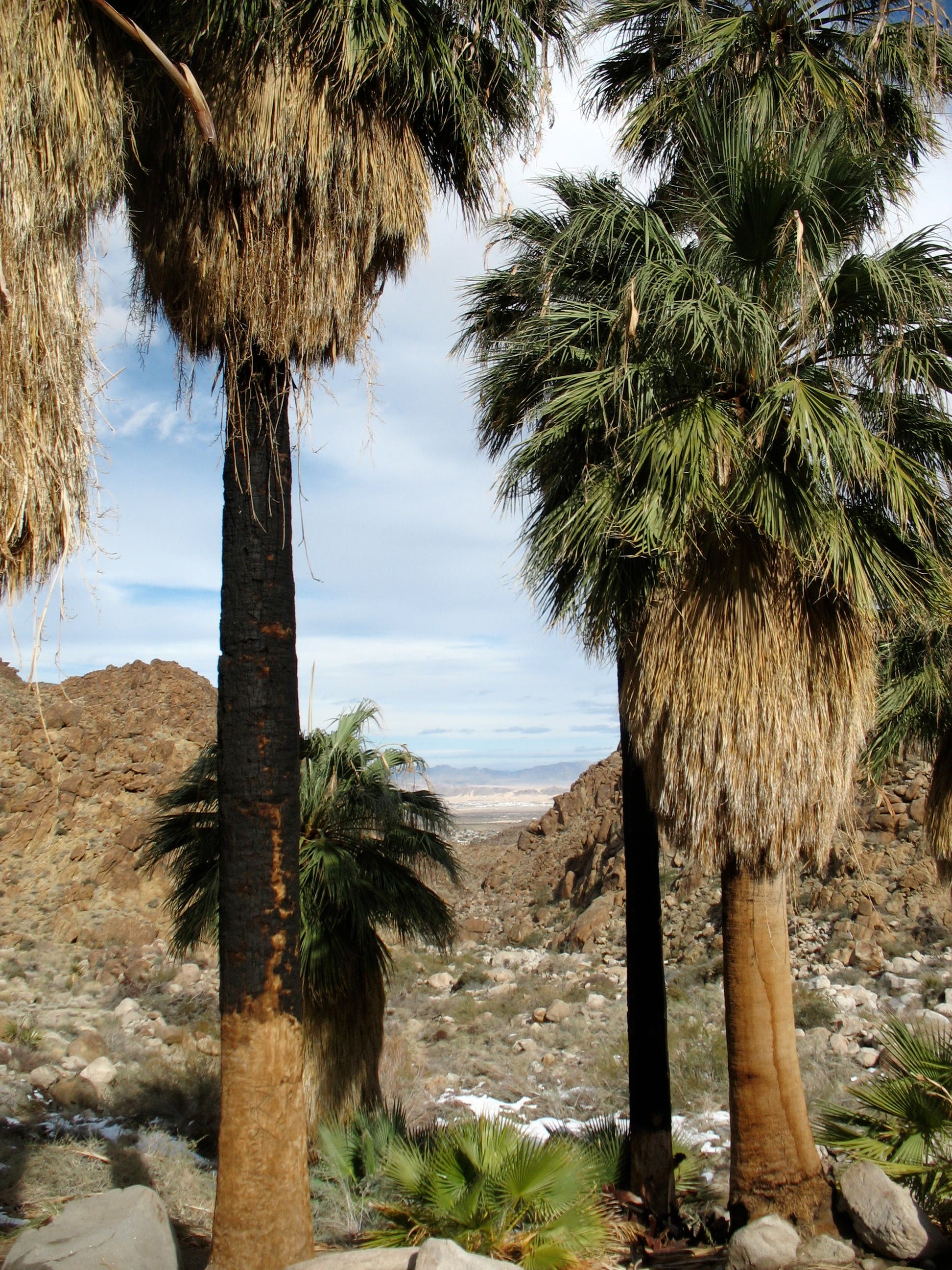 Palm-Framed view of Morongo Basin None