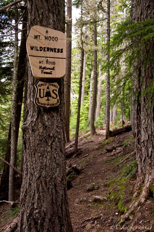 Palmateer Trail None