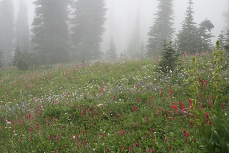 Mount Rainier National Park: Camp Muir (Summer Route)