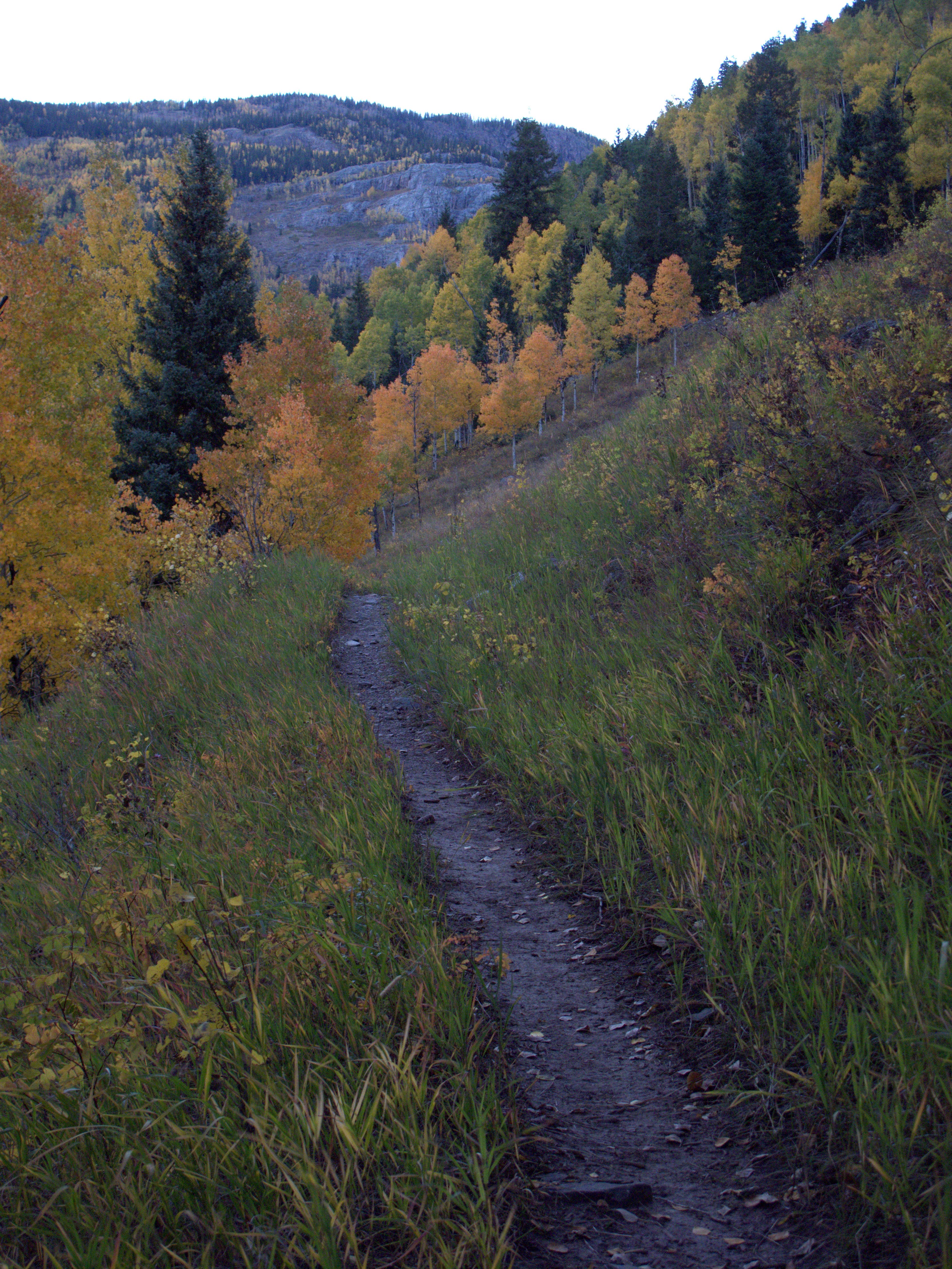 Pastel hillside. The singletrack Colorado Trail heading into a stand of bright yellow and orange trees.