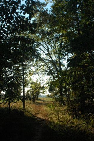 Path through the trees None