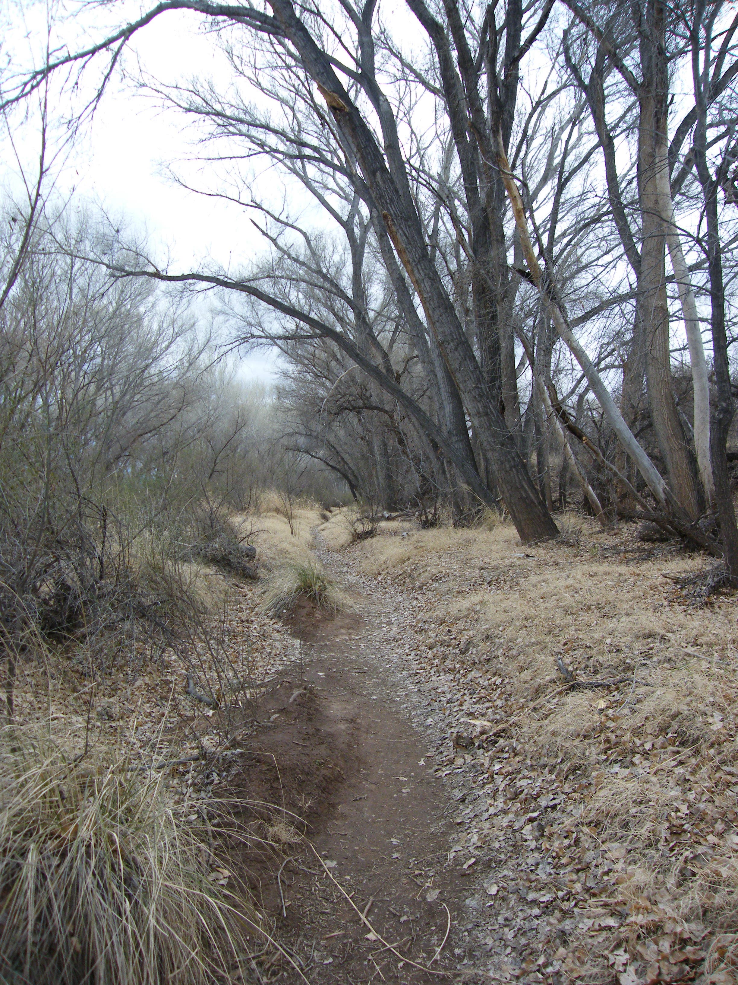Path under tall trees None