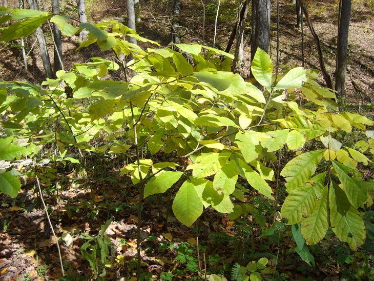 Pawpaws None