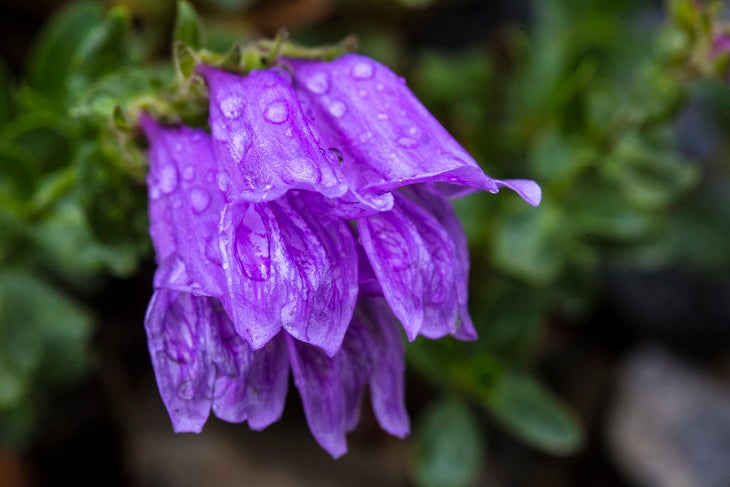 penstemon None