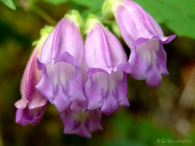 Penstemon None