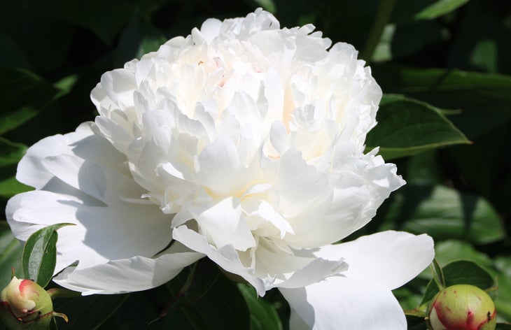 Peonies None
