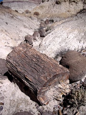 Petrified Wood None