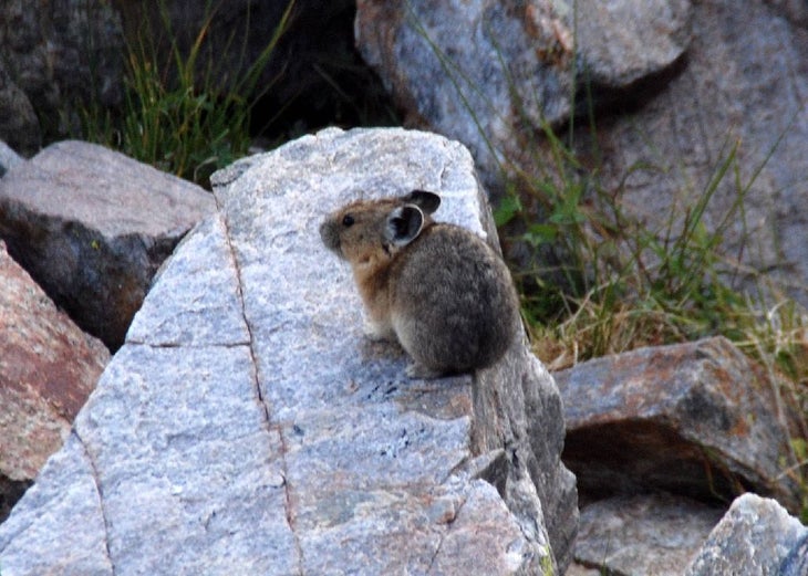 Pika None