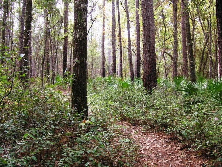Pine and Hardwood Forest None